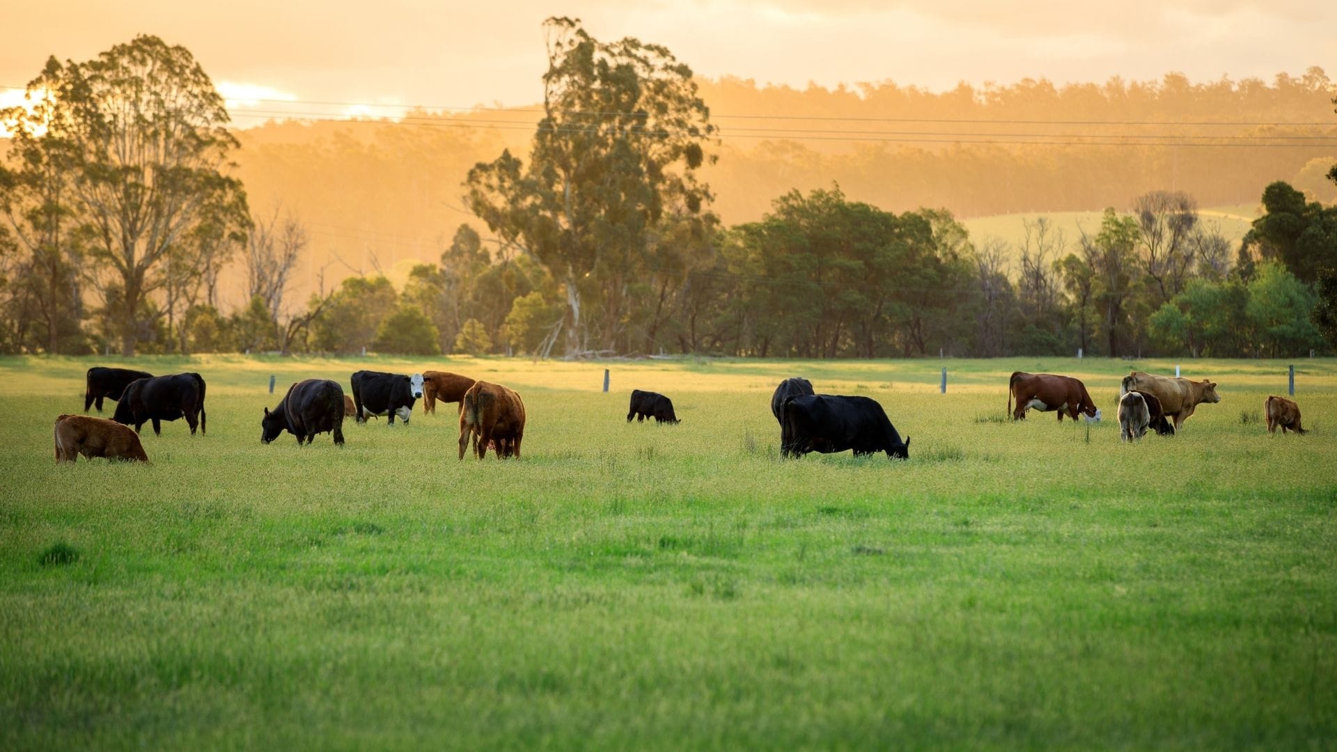 Cattle Farming for Beginners - Upskill Online